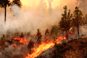 Stay Prepared during Wildfire Season