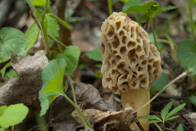 A morel mushroom on the forest floor.