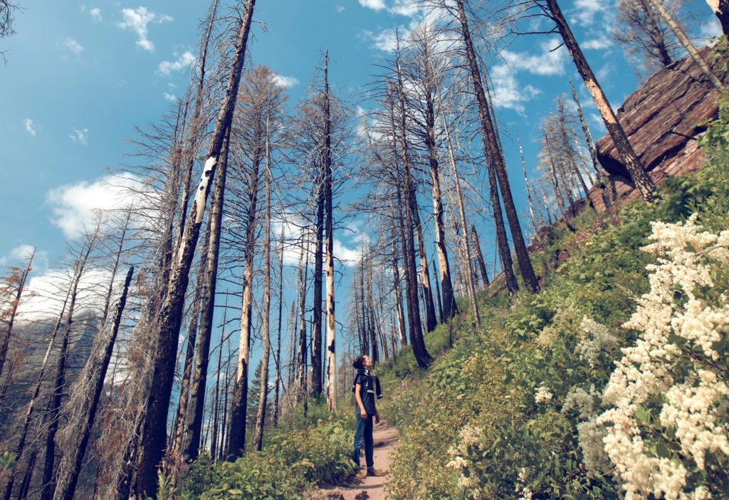 morel mushroom hunting in a recently burned area