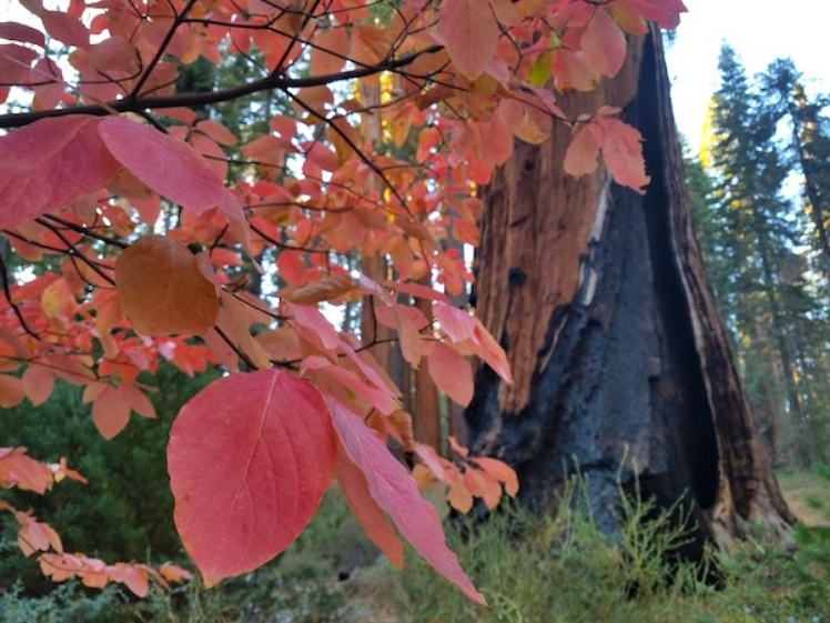 Close-up of red dogwood tree leaves with sequoia in the background