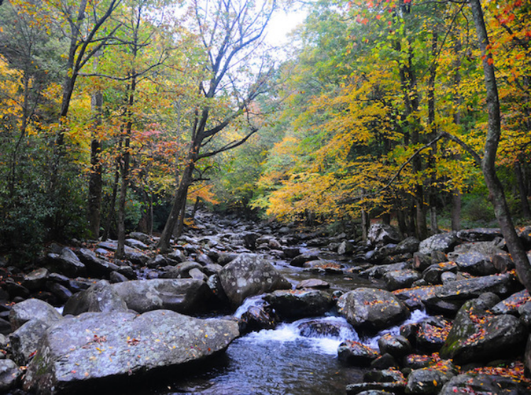 Rocky river surrounded by golden fall foliage in Great Smoky Mountains National Park