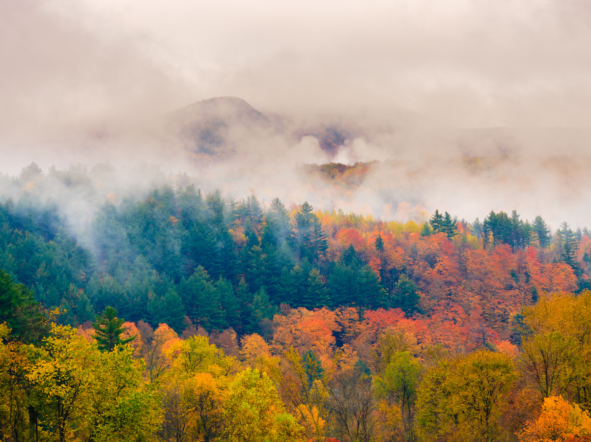 Foggy red, yellow and green foliage in Vermont's Green Mountain National Forest