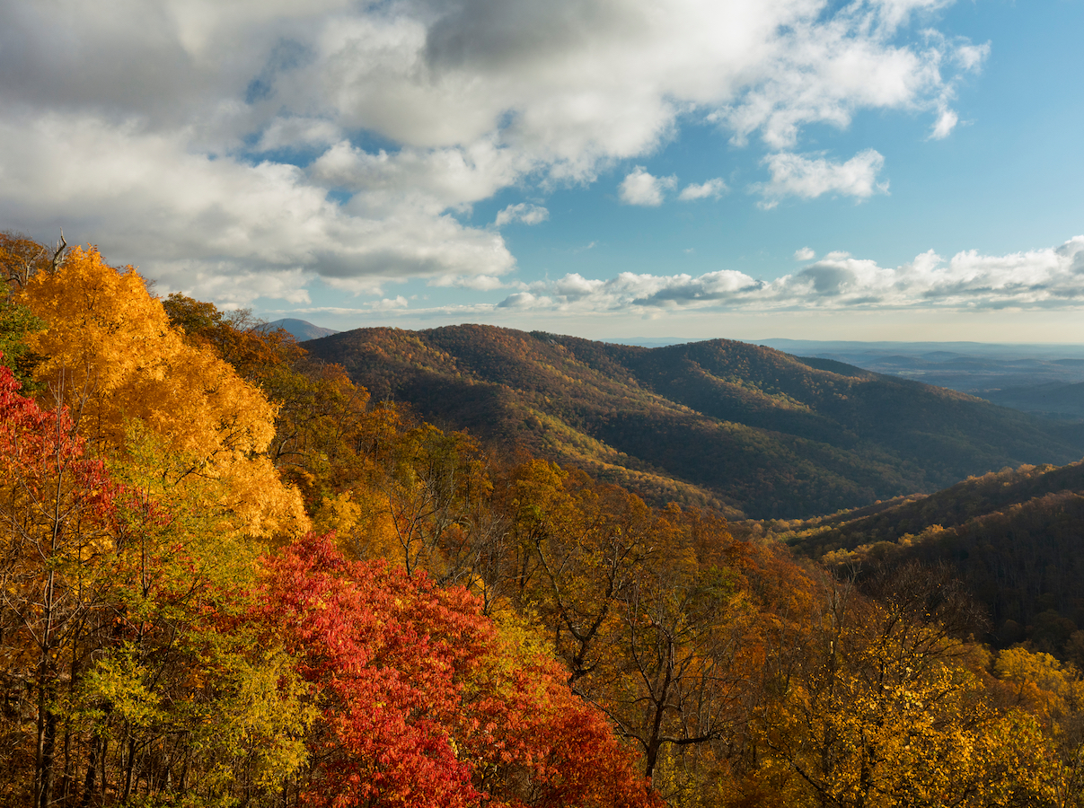 Scenic overlook of ridge lines covered by fall foliage in Shenandoah National Park