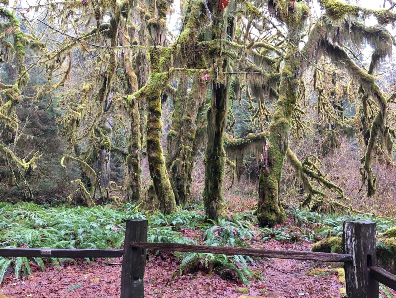 Moss-covered trees in Olympic National Park temperate rainforest surrounded by fall leaves on the ground.