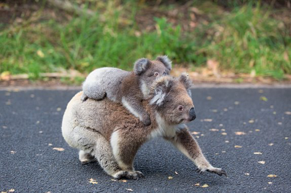 A baby koala catches a ride on an adult koala's back as the adult is walking across pavement.