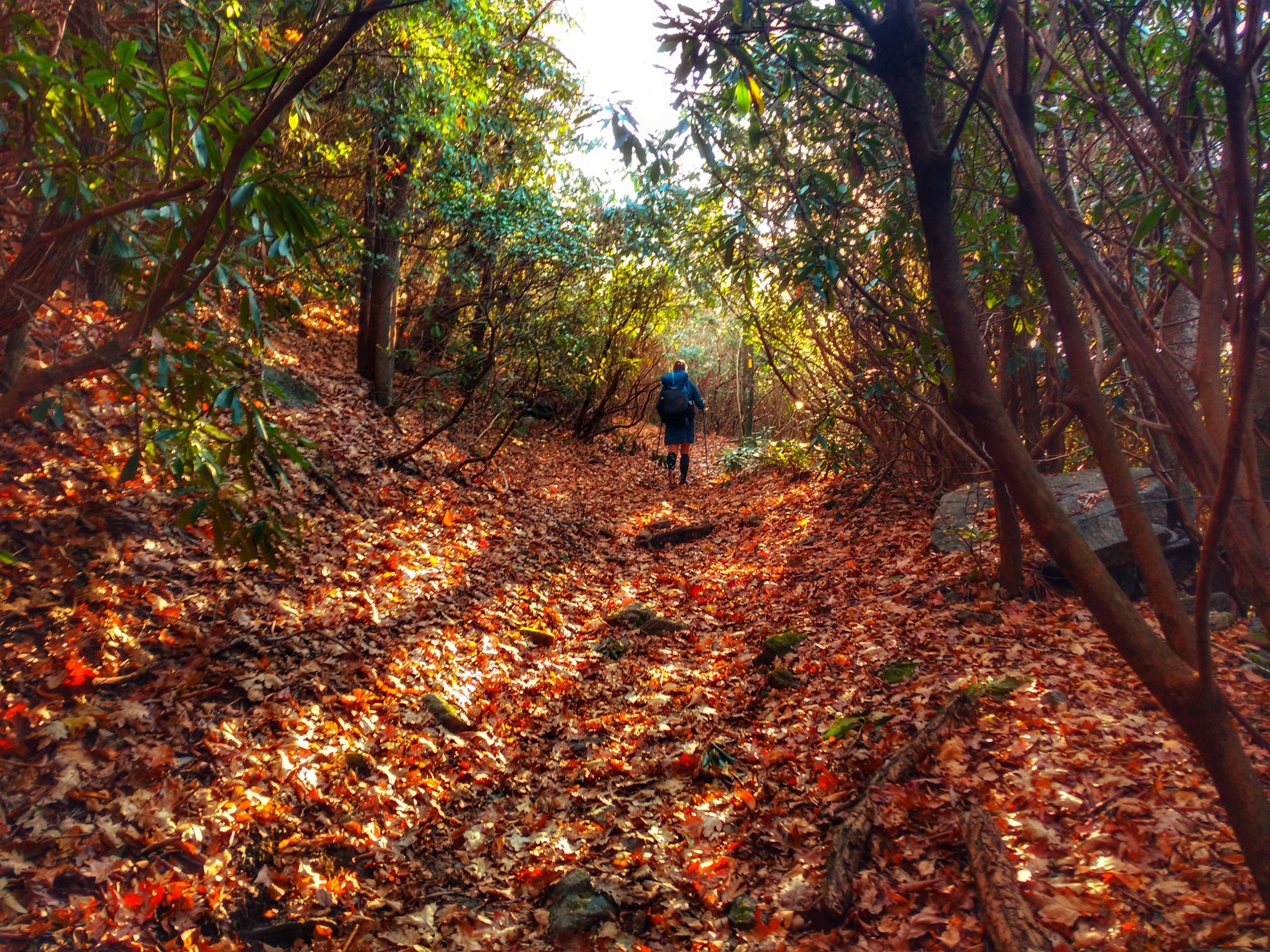 Heather Anderson hiking in through a leaf covered forest.