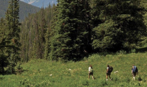 three veteran hikers walking acroos a mountain meadow with trees in the background