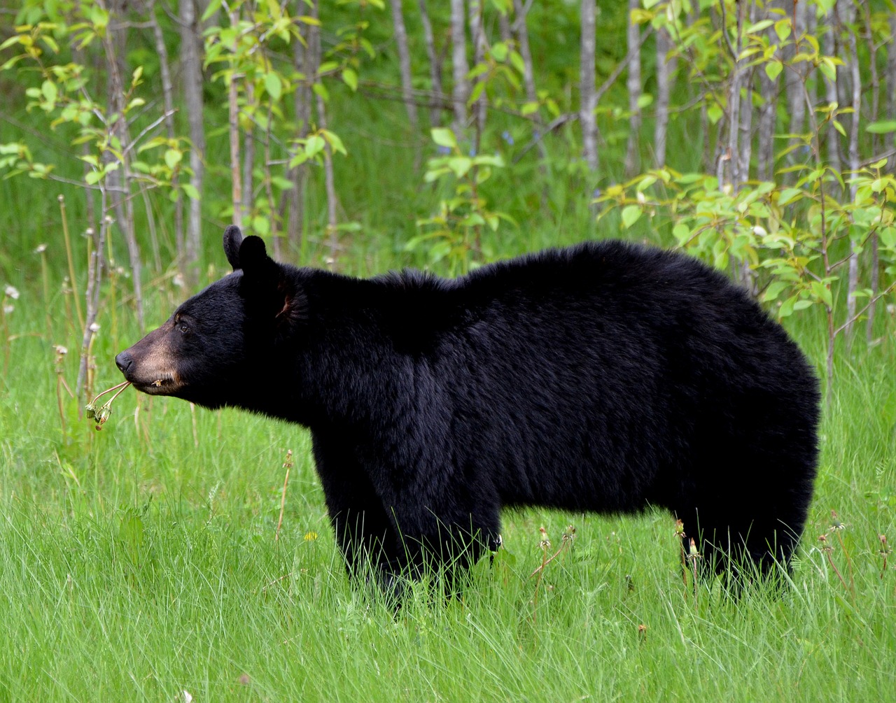 A black bear stands in profile in a field. It is distinguished by its tall rump, straight snout, and tall, curved ears.