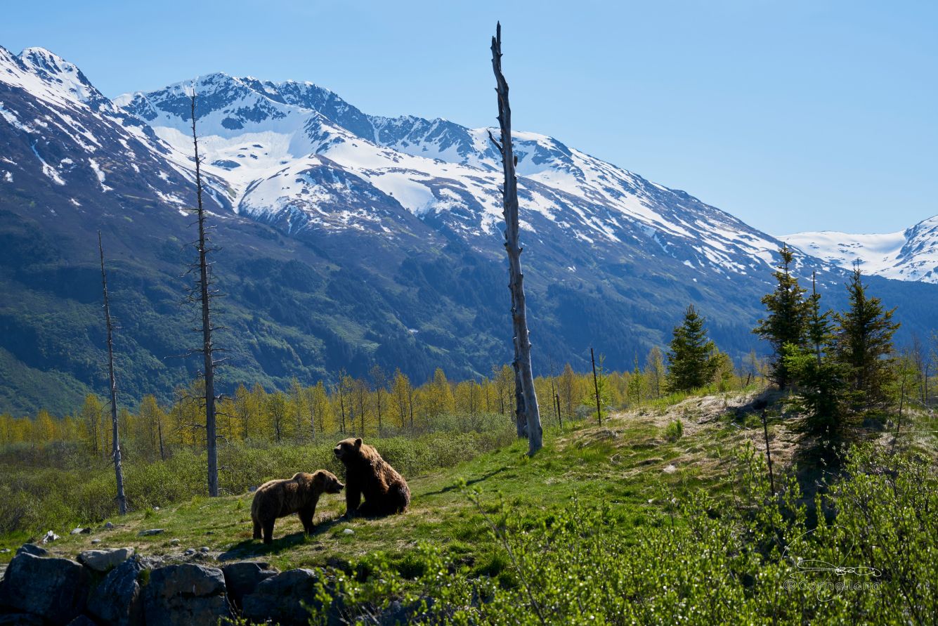 A grizzly mama and baby sit in a field in Alaska with snowcapped peaks looming behind.