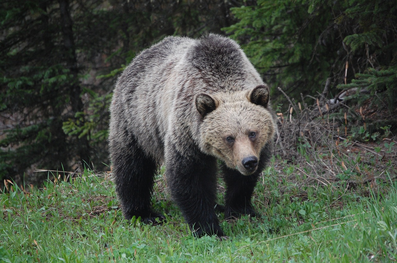 A grizzly stares at the camera. It's defined by it's rounded ears, dish-shaped snout, and hump between its front shoulders.