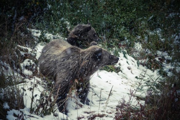 Bear Safety Tips for the Backcountry - Gaia GPS