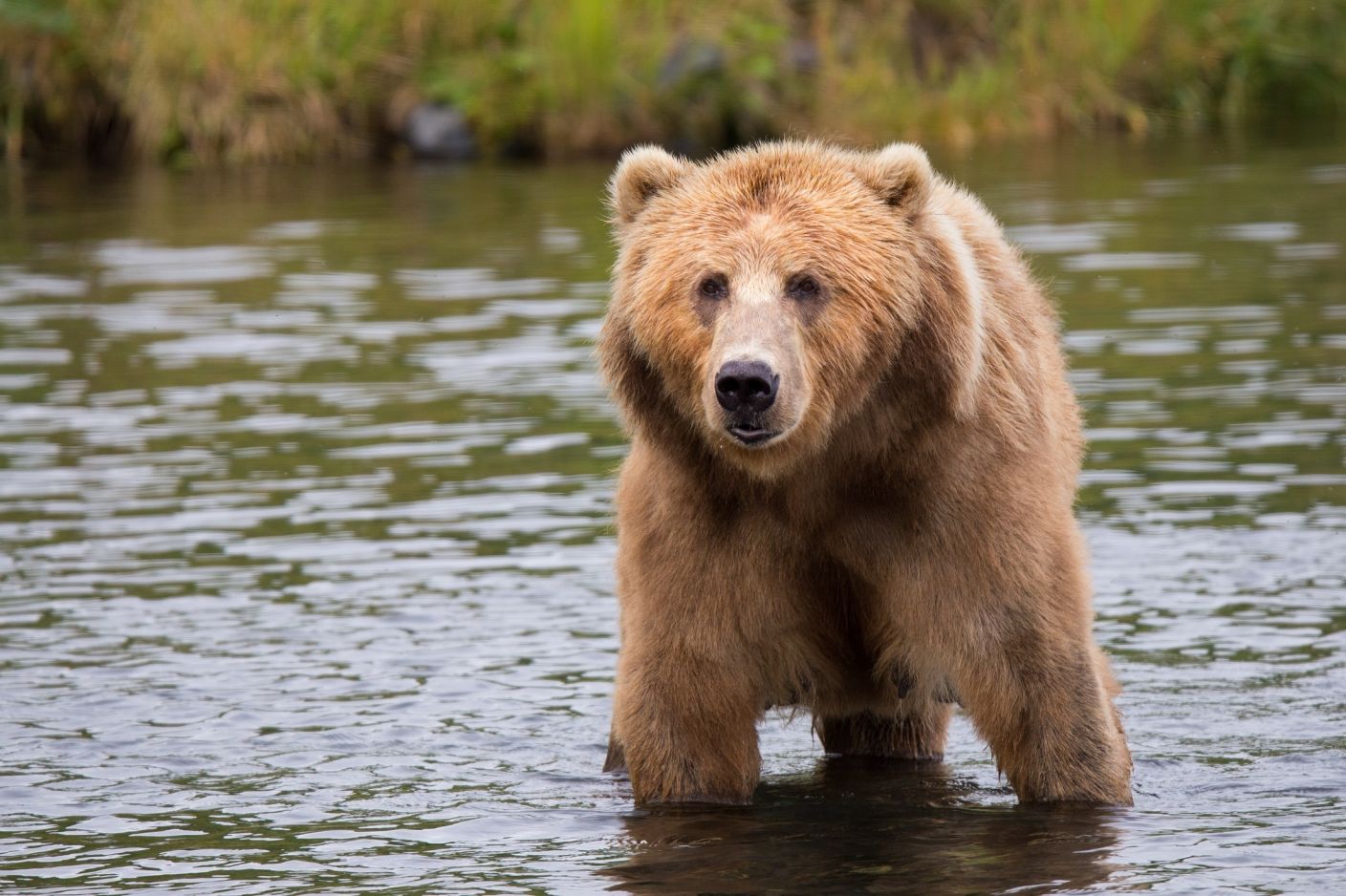 A grizzly stands in a body of water looking towards the camera.