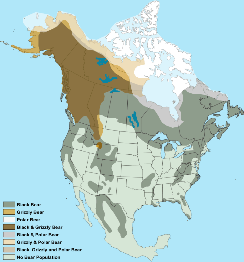 A map of North America shows where black, grizzly, and polar bears live. Polar bears occupy the North Pole and the most northern tips of Canada and Alaska. Grizzlies live in Alaska, north west Canadian provinces, and parts of north west America. Black bears reside in areas dispersed throughout Canada, America, and Mexico.