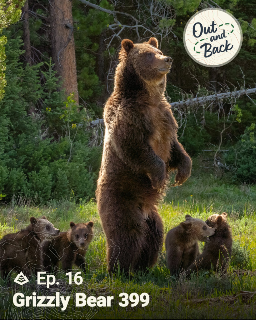 An image of Grizzly Bear 399 standing on two legs surrounded by her four cubs has the Out and Back podcast logo in the top right corner and "Ep.16: Grizzly Bear 399" in the bottom left corner.