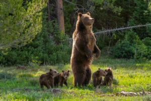 Grizzly bear Grizz 399 stands on two legs in a meadow, surrounded by her four cubs.