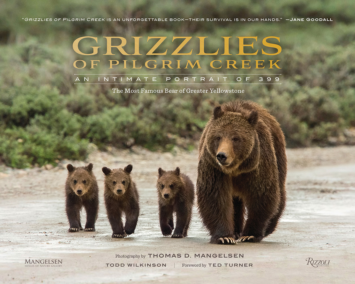 The cover of "Grizzlies of Pilgrim Creek: An Intimate Portrait of 399" shoes Grizz with three of her cubs walking down a beach.