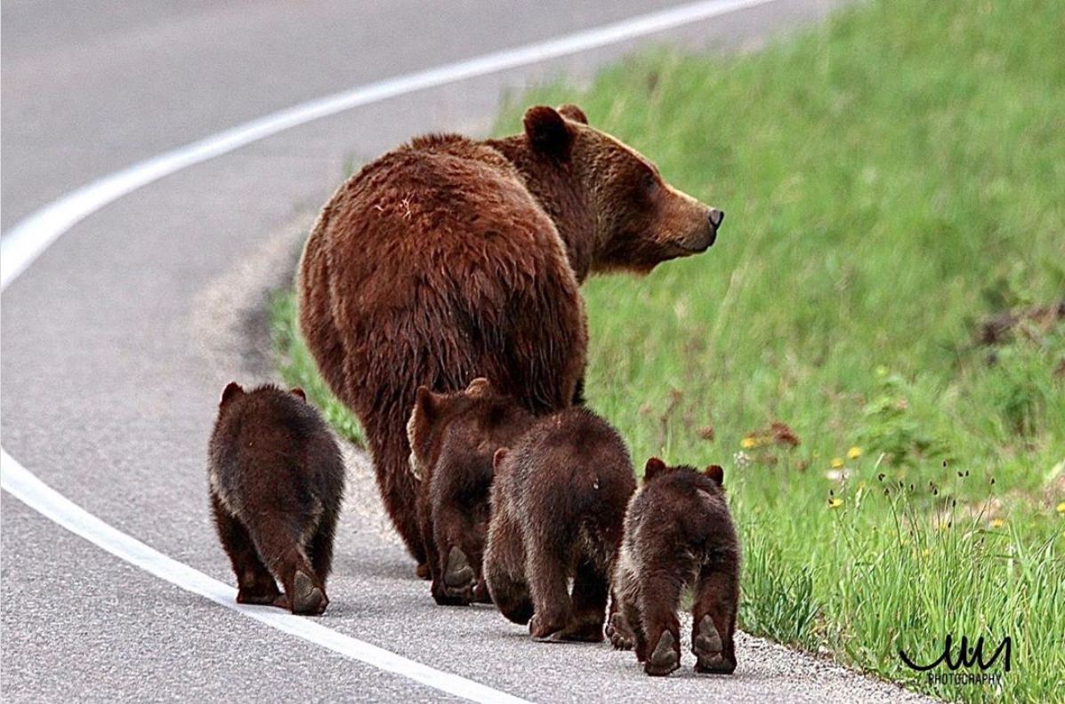 Grizz 399 and her four cubs walk down the side of the road away from the camera in Grand Teton National Park. 