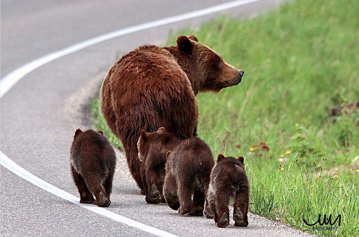 Meet Grizzly Bear 399, the Most Famous Bears in the World - Gaia GPS