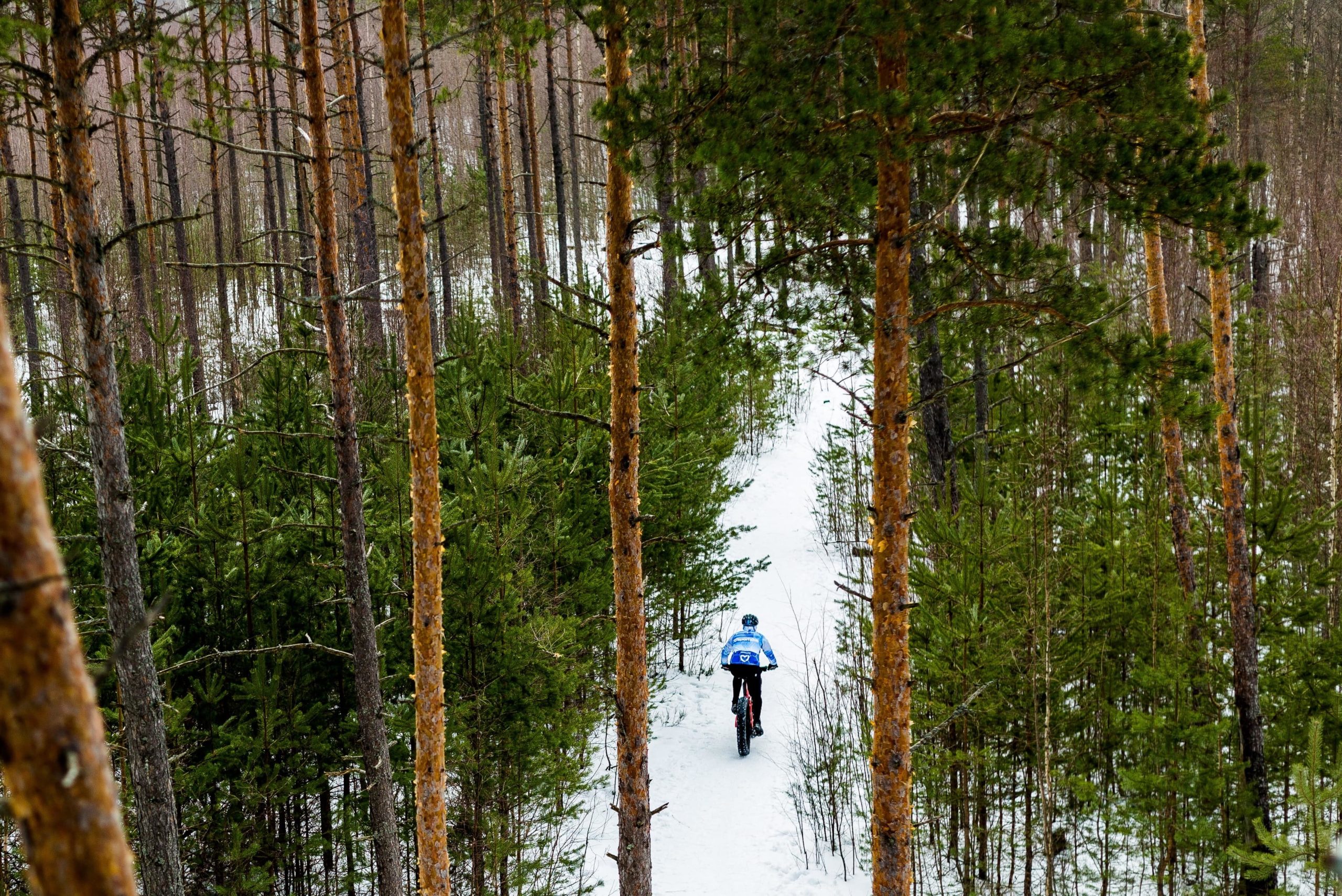 A fat biker rides over a snowy trail through a forest.