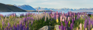 Photo of wildflowers in front of a lake with mountains in the distance.