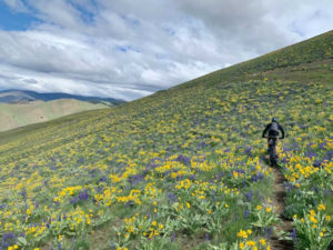 Alan Adams bikes across a singletrack trail through a field of wildflowers.