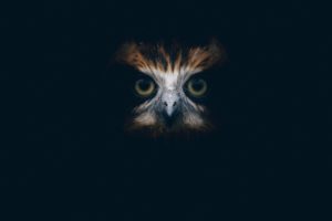 owl face in the dark